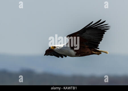 African Fish Eagle vola attraverso il cielo, il lago Naivasha, Kenya Foto Stock