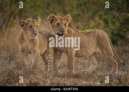 Due giovani Lion cubs attendono il ritorno delle madri. Masai Mara, Kenya Foto Stock