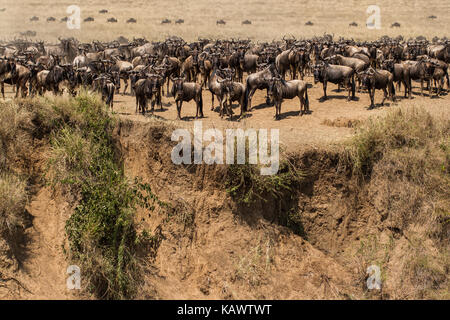 Mandria di gnu attendere di migrare attraverso il fiume nel Masai Mara, Kenya Foto Stock