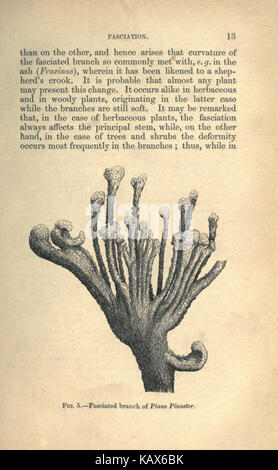 Questa pagina tratta da un testo scientifico si concentra sulla teratologia vegetale, lo studio di escrementi anomali o deformità nelle piante. Il lavoro esplora le cause genetiche, ambientali e morfologiche di queste irregolarità nello sviluppo delle piante. Foto Stock