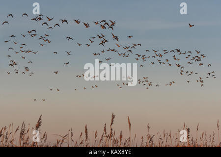 In matasse di Brent oche attraverso i cieli Foto Stock