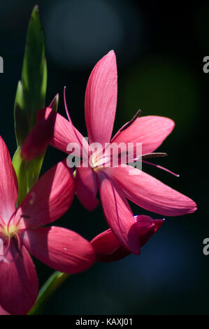 English Garden cottage perenne fioritura rosa lampadina (schizostylis) originari del Sud Africa. prese nel sole del tardo pomeriggio - foto Foto Stock