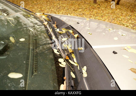 Giallo autunno lascia su di un parabrezza di automobile Foto Stock