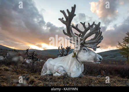 Rein cervi nel nord della Mongolia Foto Stock