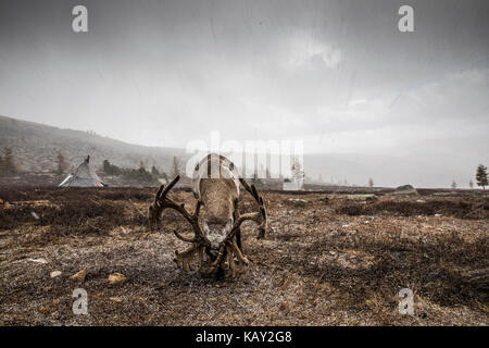 Le renne in una neve nel nord della Mongolia Foto Stock