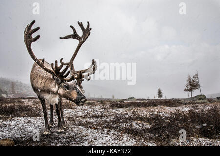 Le renne in una neve nel nord della Mongolia Foto Stock