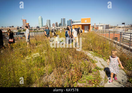 Piante fioriscono tra erbe native al kingsland fiori selvatici progetto tetto verde in cima al broadway fasi edificio a greenpoint quartiere di Brooklyn a New York sabato, 23 settembre 2017. Il tetto verde fornisce un habiat per uccello e di popolazioni di insetti. (© richard b. levine) Foto Stock