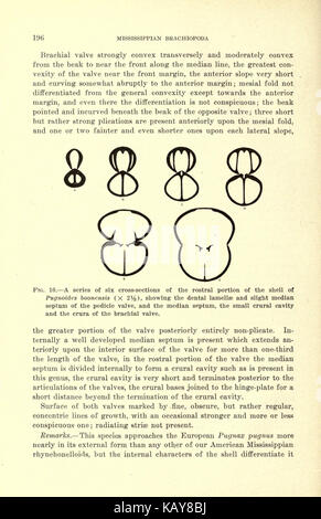 Il Mississippian Brachiopoda della valle del Mississippi bacino (pagina 196) BHL20687847 Foto Stock