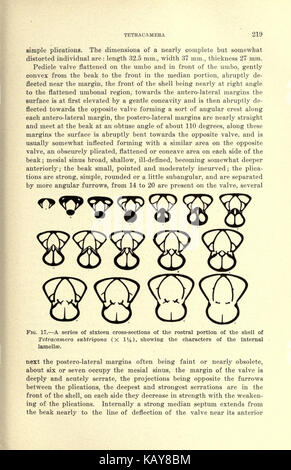 Il Mississippian Brachiopoda della valle del Mississippi bacino (pagina 219) BHL20687870 Foto Stock