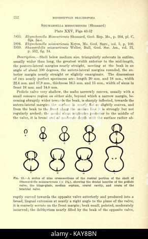 Il Mississippian Brachiopoda del Mississippi Conca (pagina 222) BHL20687873 Foto Stock