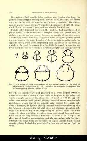 Il Mississippian Brachiopoda del Mississippi Conca (pagina 236) BHL20687887 Foto Stock