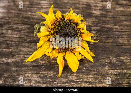 Essiccata la testa di girasole con petali di colore giallo su uno sfondo di legno, organico e colori naturali Foto Stock