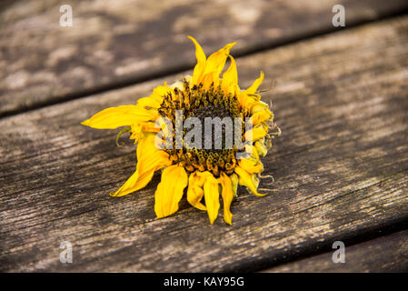 Essiccata la testa di girasole con petali di colore giallo su uno sfondo di legno, organico e colori naturali Foto Stock