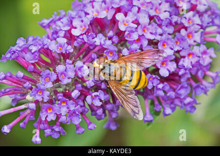 Femmina wasp-imitare hoverfly alimentazione su buddleia Foto Stock