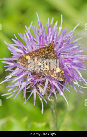 Piccola viola e oro micro-moth alimentazione su creeping thistle Foto Stock