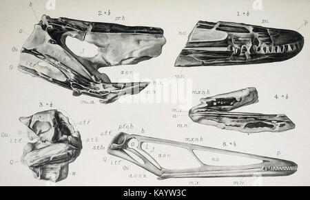 La rivista trimestrale della Geological Society di Londra (1913) (14784356062) Foto Stock