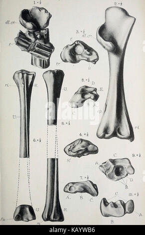 La rivista trimestrale della Geological Society di Londra (1913) (14598066958) Foto Stock