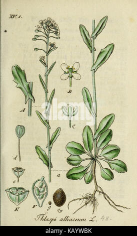 Thlaspi alliaceum Deutschlands Flora in Abbildungen nach der Natur vol. 15 t. 48 Foto Stock