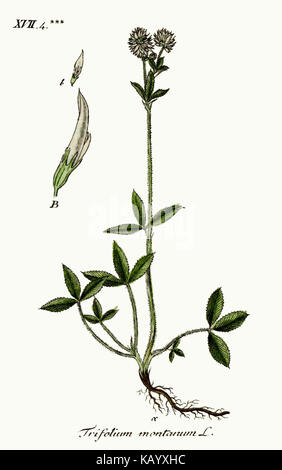 Trifolium montanum Deutschlands Flora in Abbildungen nach der Natur vol. 4 t. 38 Foto Stock
