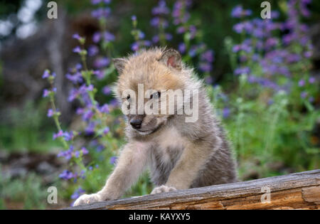 Lupo polare, Canis lupus tundra-intorno, giovane animale, tronco, fiori in background, Foto Stock