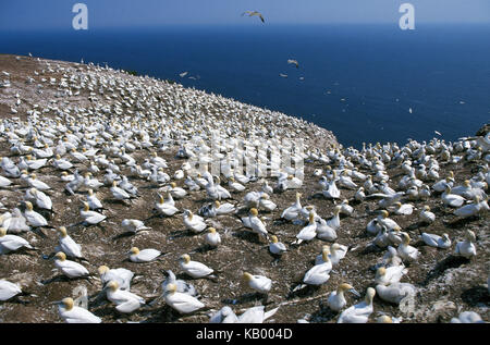 Le reti settentrionali, Sula bassana, la colonia di covoni, Bonaventure Island, Quebec, Canada, Foto Stock