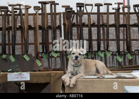 Border terrier dog sitter su un giardino vintage stallo attrezzo a Malvern mostra d'autunno. Worcestershire, Regno Unito Foto Stock