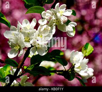 Crab Apple tree fiorisce in primavera Foto Stock