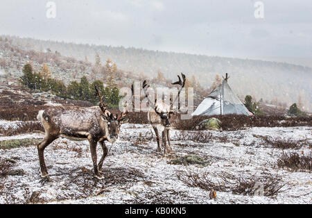 Rein cervi in una neve nel nord della Mongolia Foto Stock