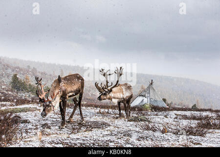 Rein cervi in una neve nel nord della Mongolia Foto Stock