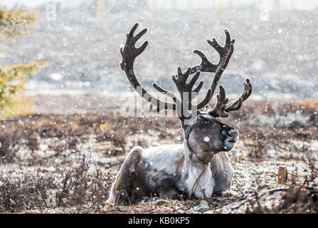 Rein cervi in una neve nel nord della Mongolia Foto Stock