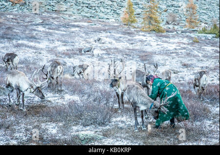 Tsaatan donna in un deel tradizionali con le renne in una taiga del nord della Mongolia Foto Stock