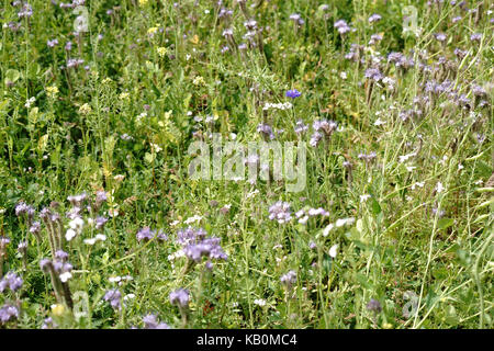 Un prato selvatico su una collina con diversi fiori, erbe e erbe con il cielo come sfondo. Foto Stock