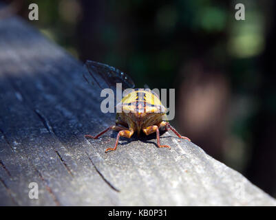 Cicala Foto Stock
