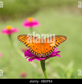 Gulf fritillary farfalla sul fiore magenta Foto Stock