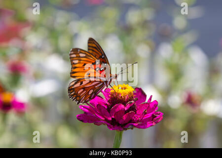 Gulf fritillary farfalla sul fiore magenta Foto Stock