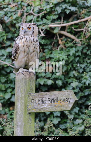 Gufo reale, Bubo bubo, a Walworth castle rapaci vicino Darlington; Co. Durham Regno Unito Foto Stock