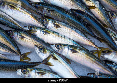 Sarde fresche su ghiaccio per la vendita in un mercato del pesce in stallo, Marsiglia, Francia Foto Stock