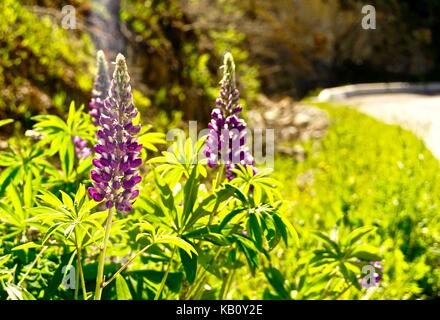 Viola i lupini dal lato della strada sulla torbida giorno di estate Foto Stock