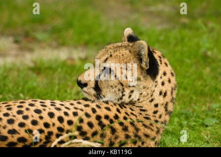 Sdraiarsi e rilassarsi cheetah orologi qualcosa sopra la sua spalla Foto Stock