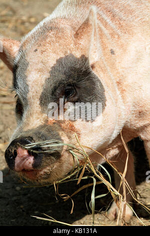 Un primo piano di un maiale mangiare presso il Cape May County Park e lo Zoo, New Jersey, STATI UNITI D'AMERICA Foto Stock