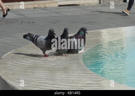 Città piccioni dal lato di acqua ad una fontana, Cluj Napoca, Romania Foto Stock