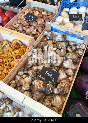 Fresh porcino funghi dal mercato locale nella città di Lussemburgo Foto Stock