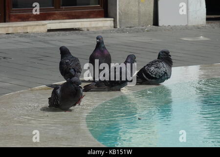 Città piccioni dal lato di acqua ad una fontana, Cluj Napoca, Romania Foto Stock