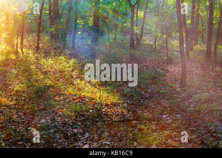 Fasci di dio - la foresta di conifere di prima mattina nebbiosa paesaggio nebbia di mattina Foto Stock