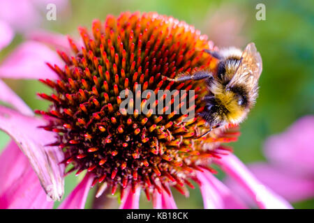 Bumble Bee alimentazione su echinacea purpurea. "Ruby giant'. coneflower.perenni. Foto Stock