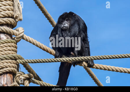 Nero scimmia urlatrice / nero-e-gold howler (Alouatta caraya) maschio in cattività originario del sud america nel zoo / animal park Foto Stock