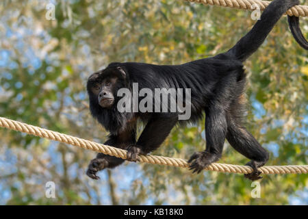 Nero scimmia urlatrice / nero-e-gold howler (Alouatta caraya) maschio in cattività camminando sulla corda nel contenitore esterno in zoo / animal park Foto Stock