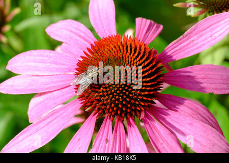 Carne volare. membri della sottofamiglia sarcophaginae alimentazione su echinacea purpurea. "Ruby giant'. coneflower.perenni. montante. Foto Stock