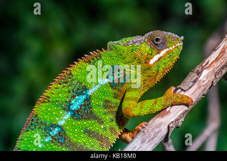 Panther chameleon (furcifer pardalis) nella struttura ad albero, nativo del Madagascar Foto Stock