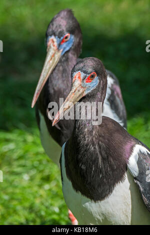 La abdim stork / bianco-panciuto stork (ciconia abdimii) coppia, nativo per l'africa Foto Stock